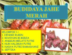 Analisis Kelayakan Usaha: Berapa Keuntungan Budidaya Jahe Merah secara Realistis?