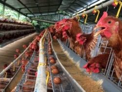 Analisis Keuangan Bisnis: Berapa Keuntungan Ternak Ayam Petelur dan Cara Menghitungnya secara Realistis