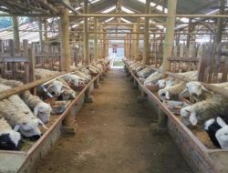 Analisis Komprehensif Berapa Keuntungan Ternak Kambing: Simulasi Modal, Potensi Hasil, dan Manajemen Risiko Bisnis