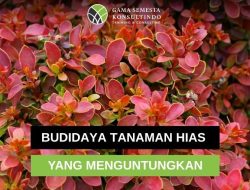 Mengukur Potensi Bisnis: Berapa Keuntungan Budidaya Tanaman Hias yang Realistis?