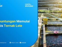Panduan Analisis Keuangan: Berapa Keuntungan Ternak Ikan Lele untuk Pemula dan Pelaku Bisnis