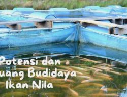 Panduan Komprehensif: Berapa Modal Awal Budidaya Ikan untuk Pemula?
