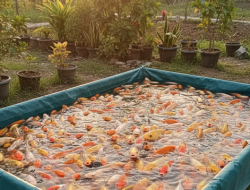 Panduan Komprehensif: Berapa Modal Ternak Ikan Mas dan Analisis Usahanya