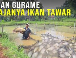 Panduan Lengkap: Berapa Modal Ternak Ikan Gurame untuk Pemula hingga Skala Bisnis?