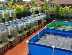 Panduan Lengkap: Berapa Modal Ternak Ikan Hias dan Rincian Biaya Usahanya