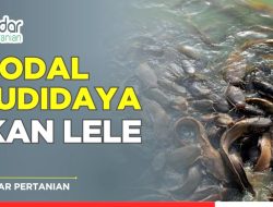 Panduan Perencanaan Keuangan: Berapa Modal Awal Budidaya Ikan Lele untuk Pemula?